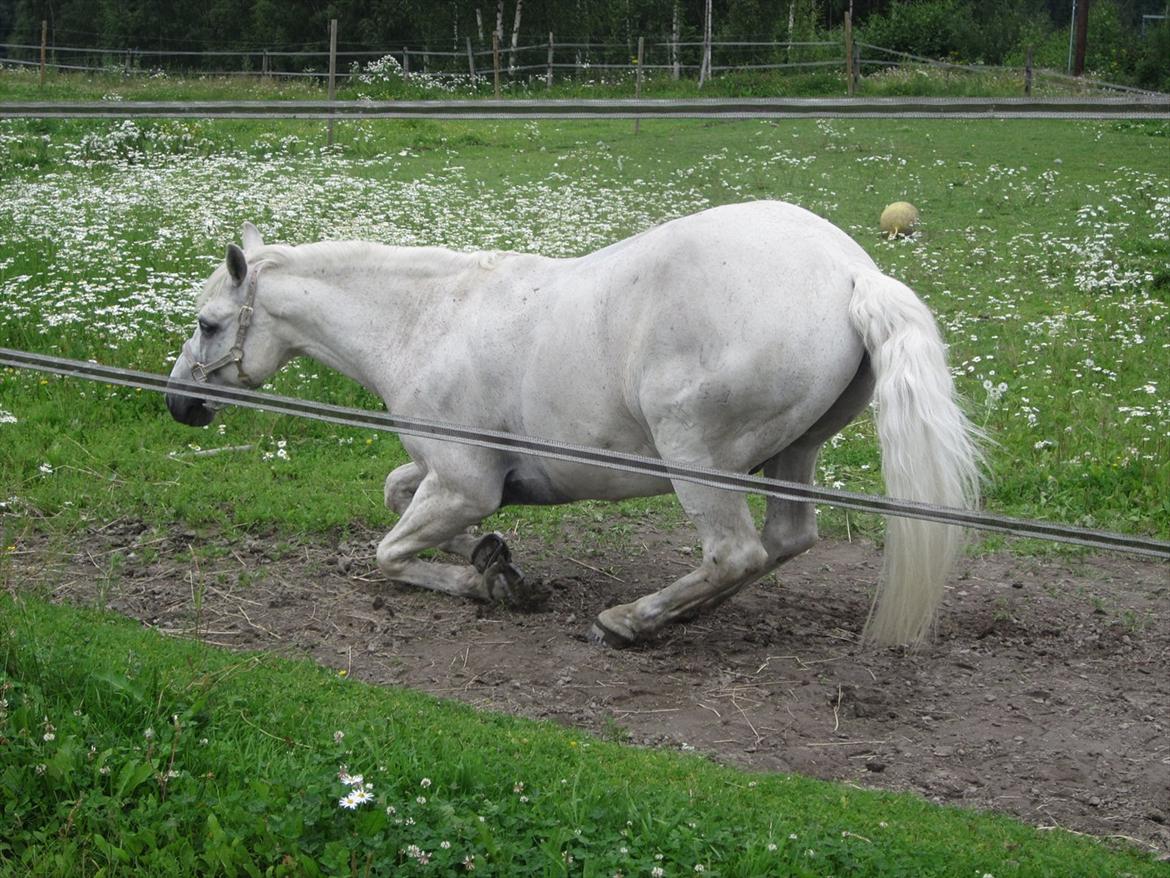 sådan bliver en hvid hest brun :-D billede 10