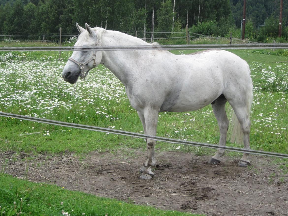 sådan bliver en hvid hest brun :-D billede 16