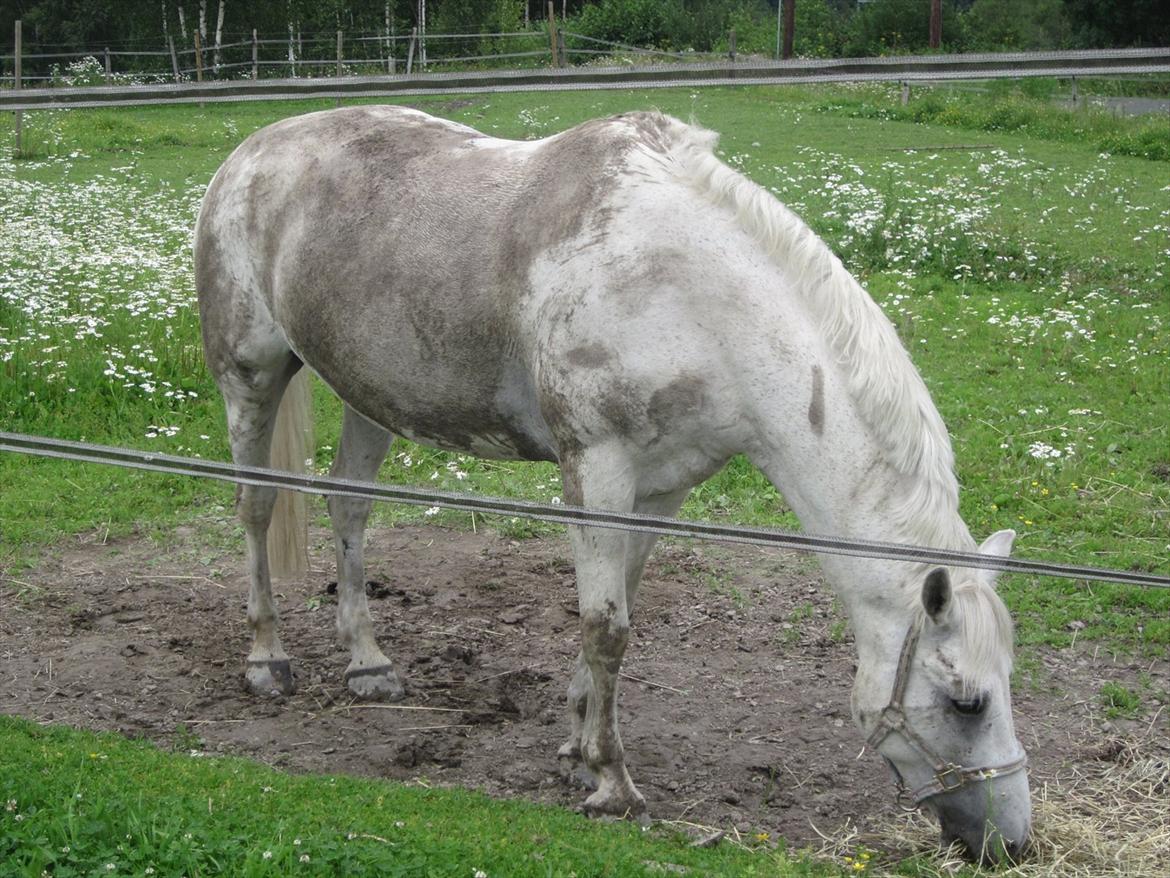 sådan bliver en hvid hest brun :-D billede 17