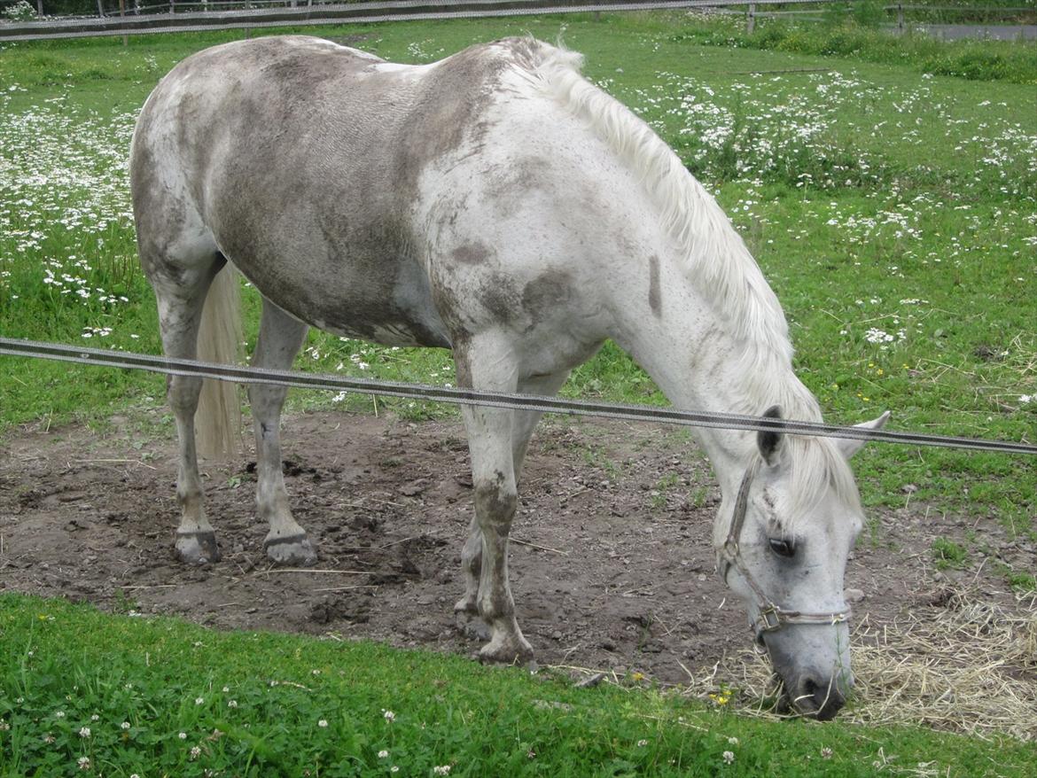 sådan bliver en hvid hest brun :-D billede 18