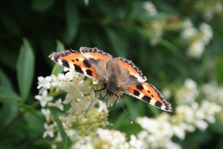 Amatør fotograf - kig evt. - Sommerfugl. billede 1