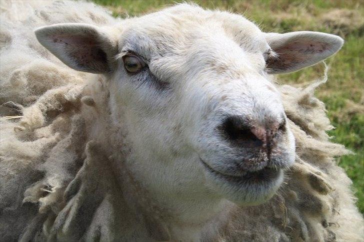 Amatør fotograf - kig evt. - Får (Phoenix). billede 2