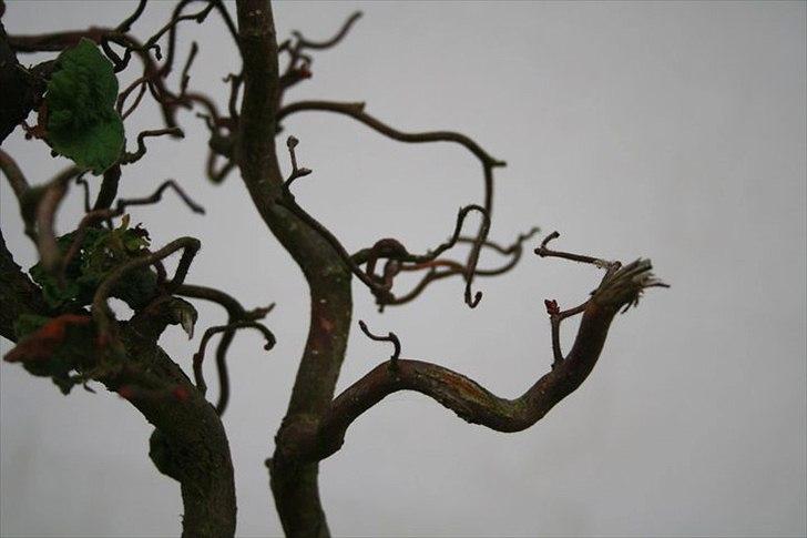 Amatør fotograf - kig evt. - Træ. billede 3