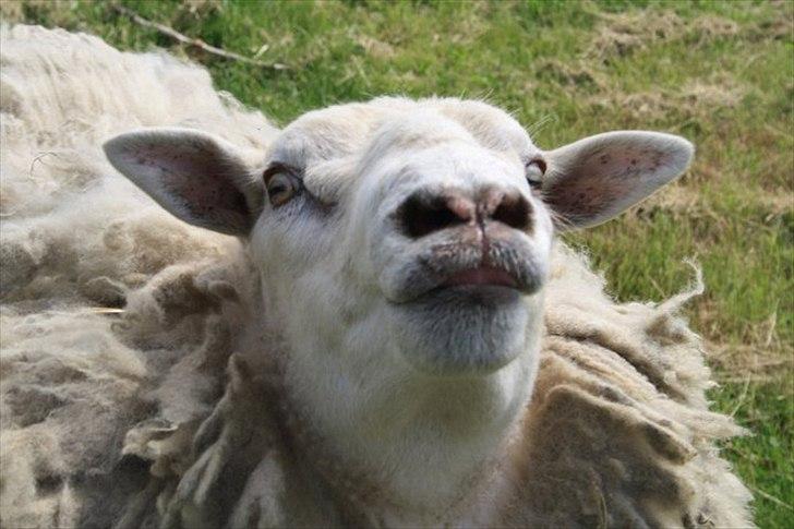 Amatør fotograf - kig evt. - Får (Phoenix). billede 4