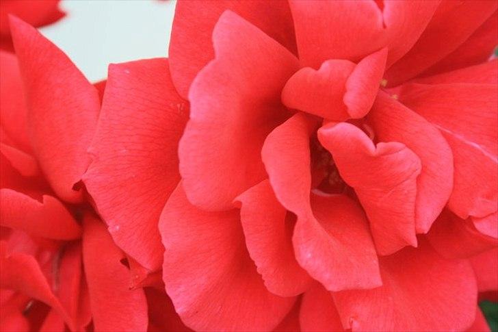 Amatør fotograf - kig evt. - Blomst. billede 5