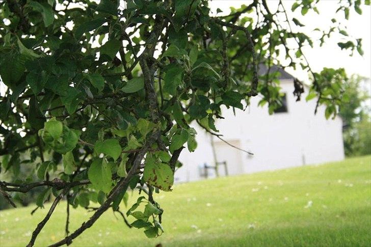 Amatør fotograf - kig evt. - Buskas. billede 6