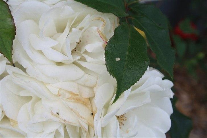 Amatør fotograf - kig evt. - Hvide roser. billede 7