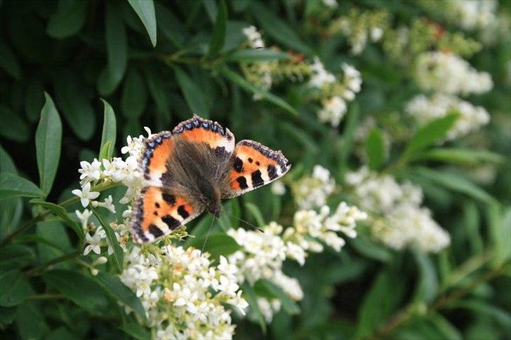 Amatør fotograf - kig evt. - Sommerfugl. billede 8