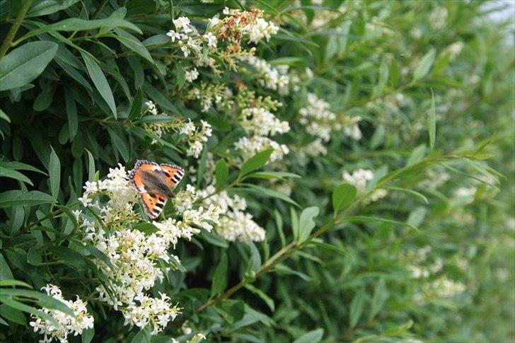 Amatør fotograf - kig evt. - Sommerfugl. billede 10