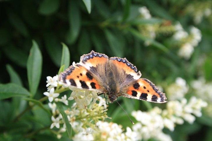 Amatør fotograf - kig evt. - Sommerfugl. billede 11