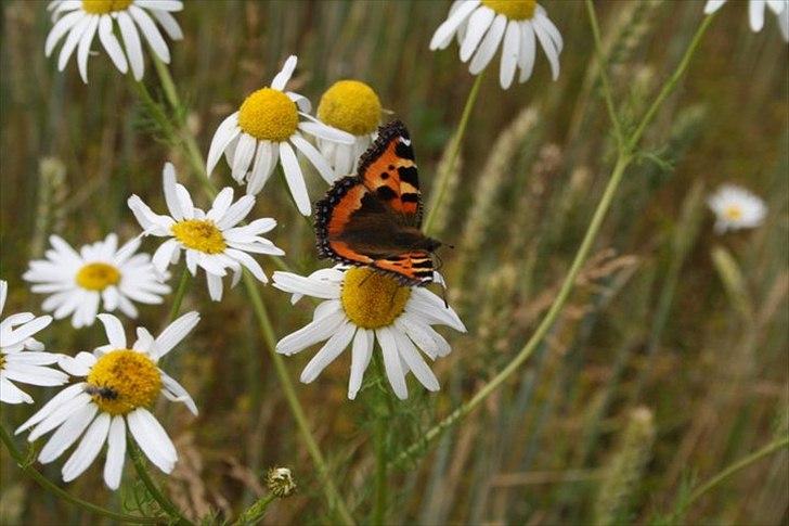 Amatør fotograf - kig evt. - Sommerfugl.
 billede 12