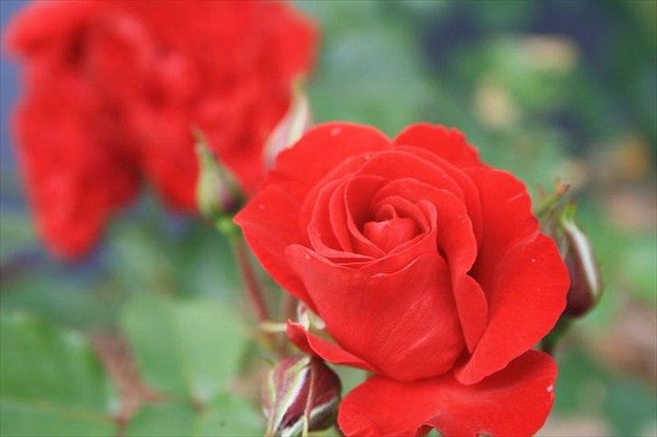 Amatør fotograf - kig evt. - Rød rose. billede 14