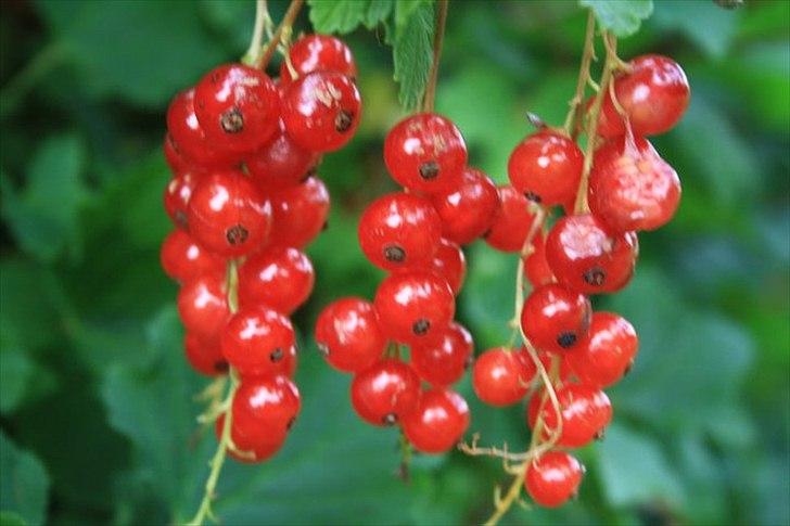 Amatør fotograf - kig evt. - Rebs. billede 15