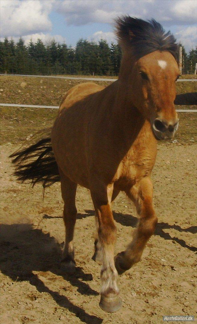 Amatør fotograf - kig evt. - Lucinda. billede 16