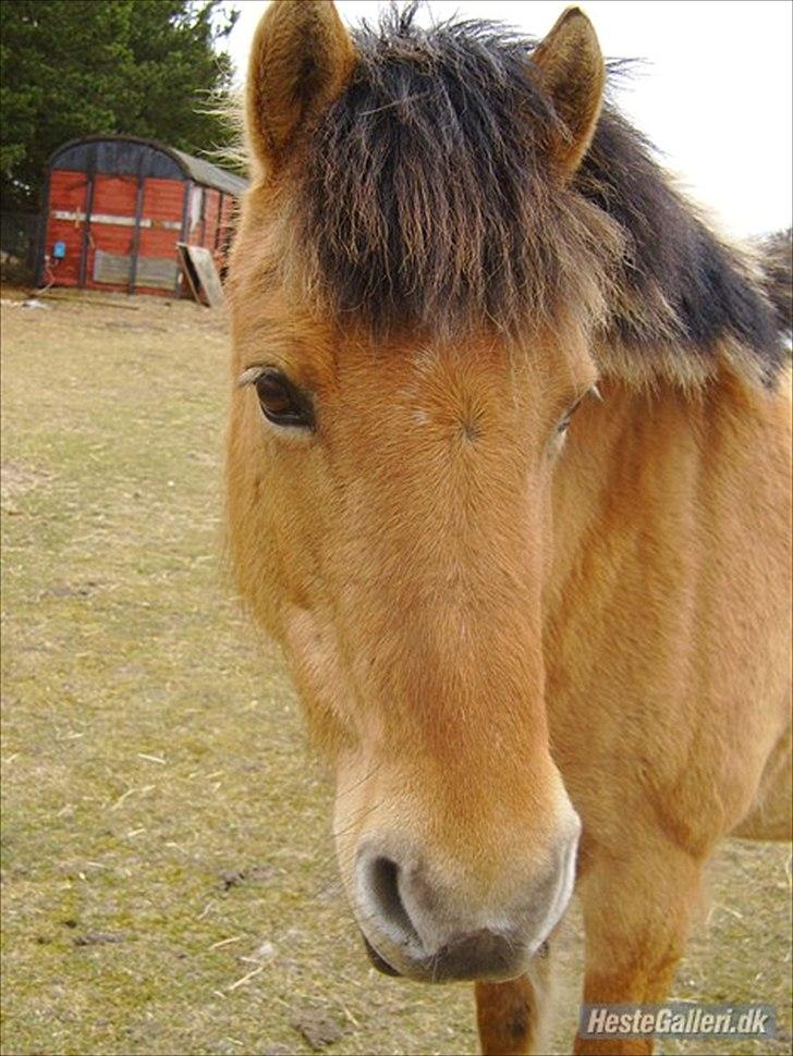 Amatør fotograf - kig evt. - Lucinda. billede 17
