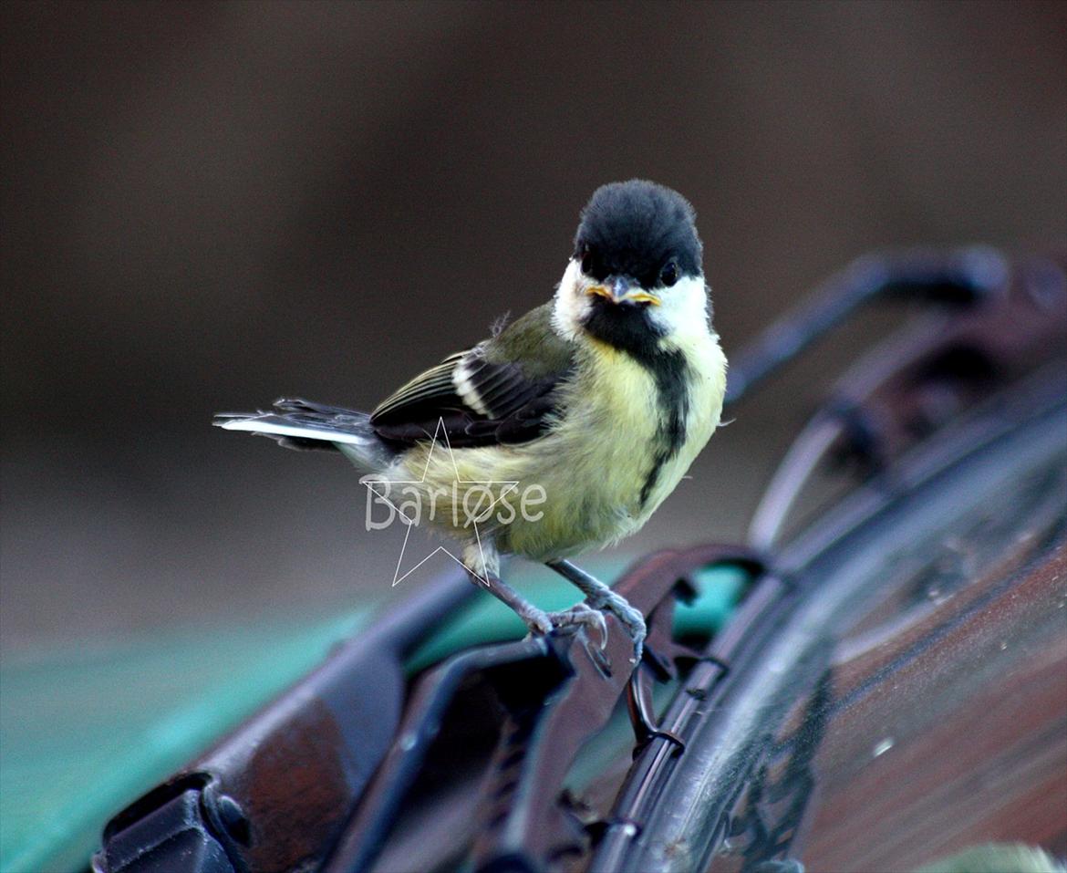 Musvit unger :) billede 1