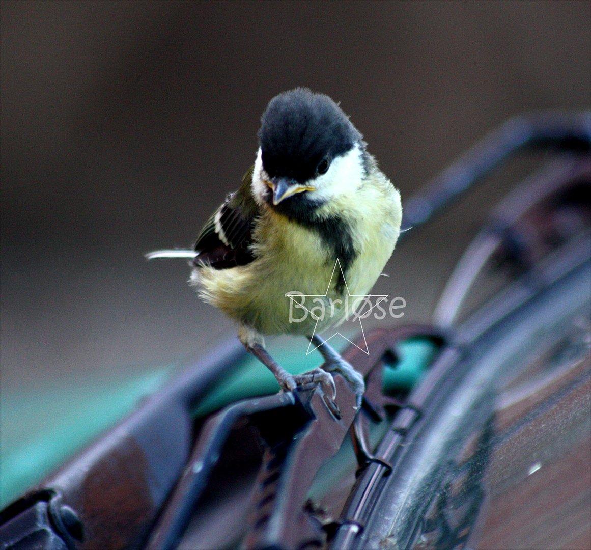 Musvit unger :) billede 2