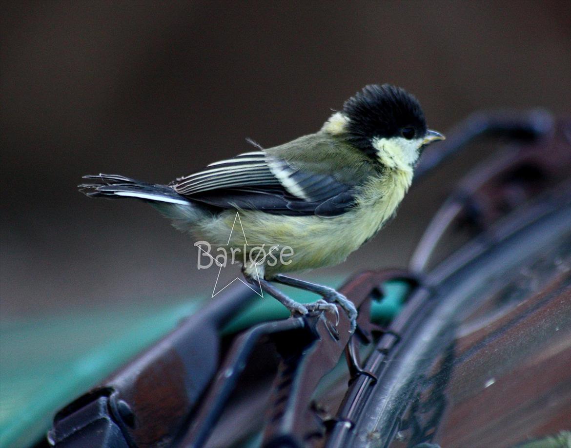 Musvit unger :) billede 3