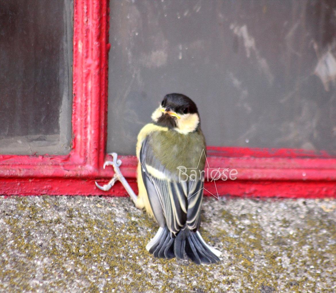 Musvit unger :) billede 4