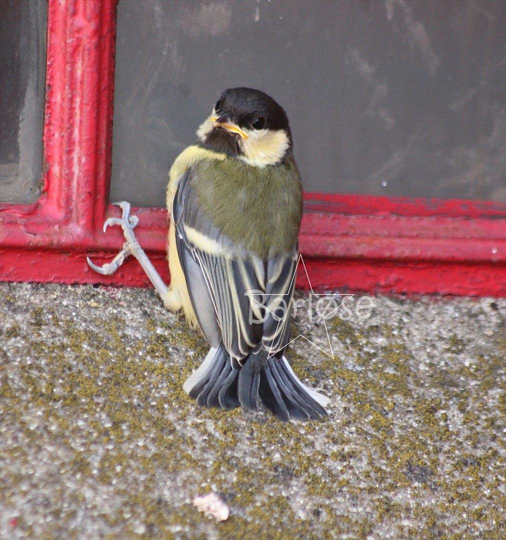 Musvit unger :) billede 5