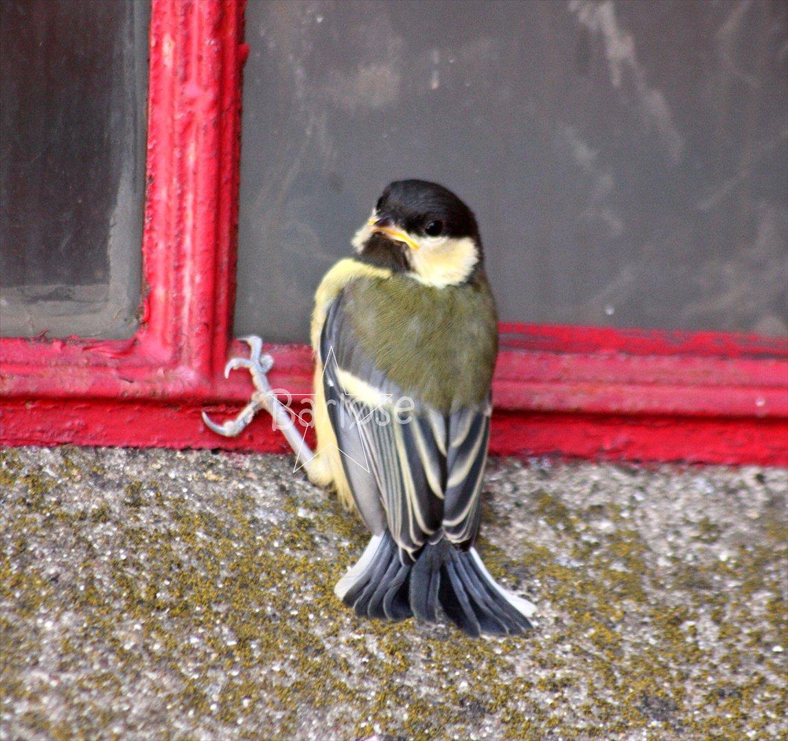 Musvit unger :) billede 6