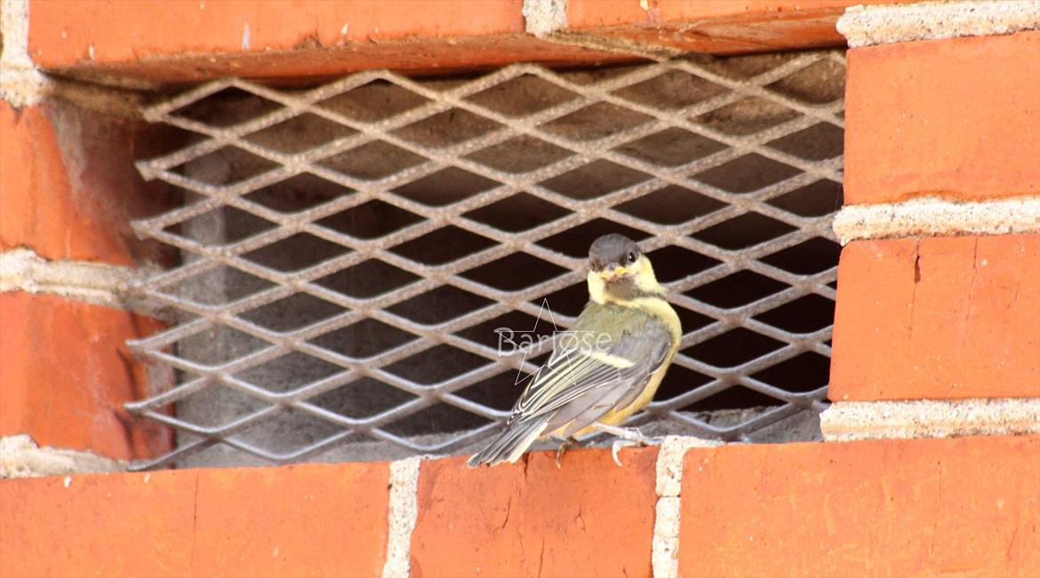 Musvit unger :) billede 7