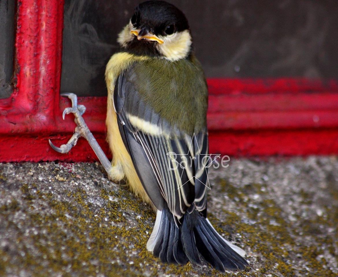 Musvit unger :) billede 8