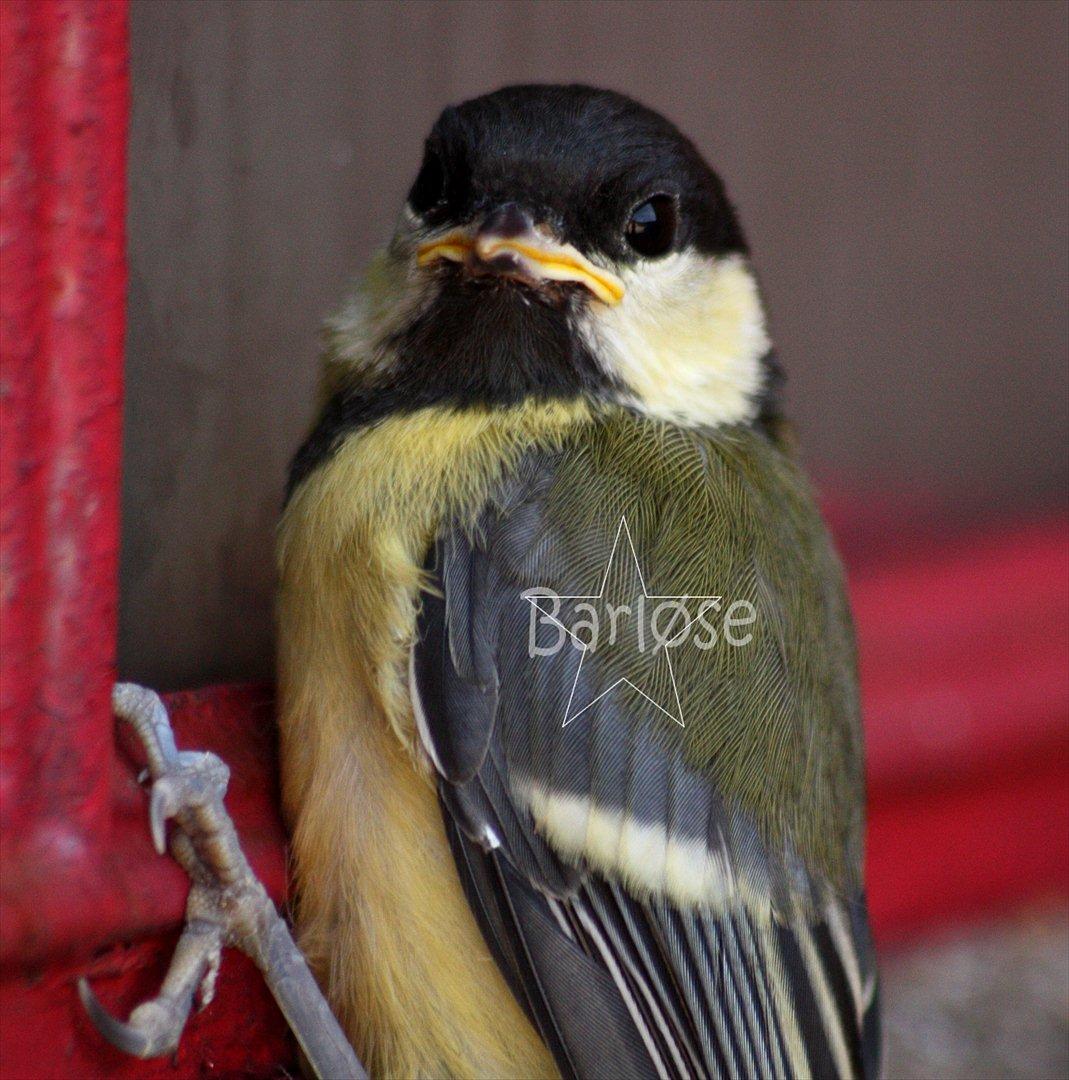 Musvit unger :) billede 9