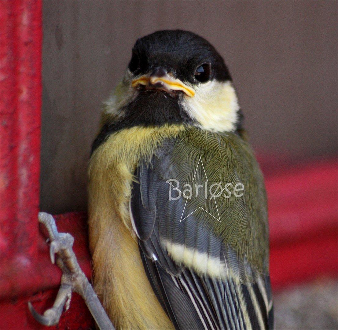 Musvit unger :) billede 10