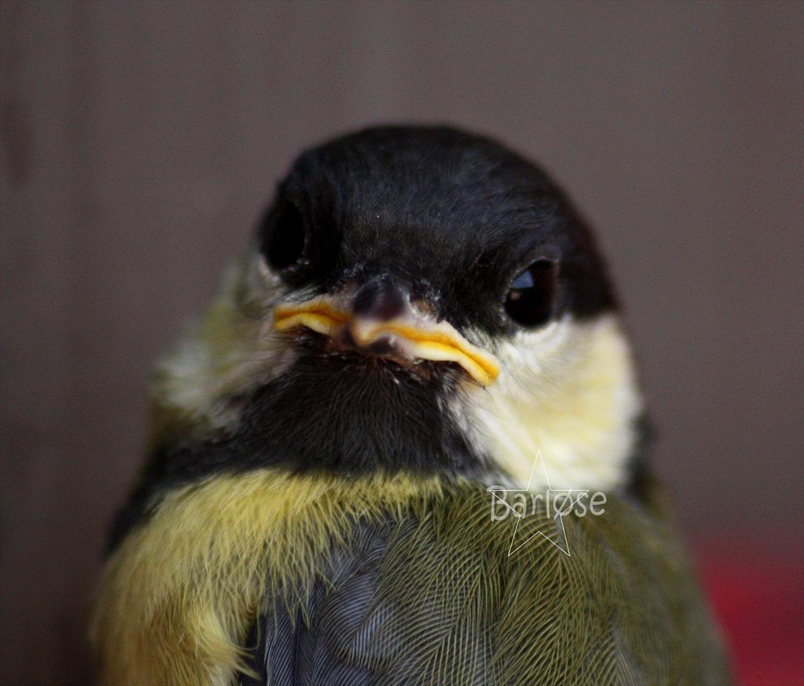 Musvit unger :) billede 11