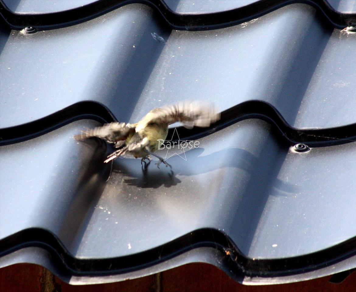 Musvit unger :) billede 12