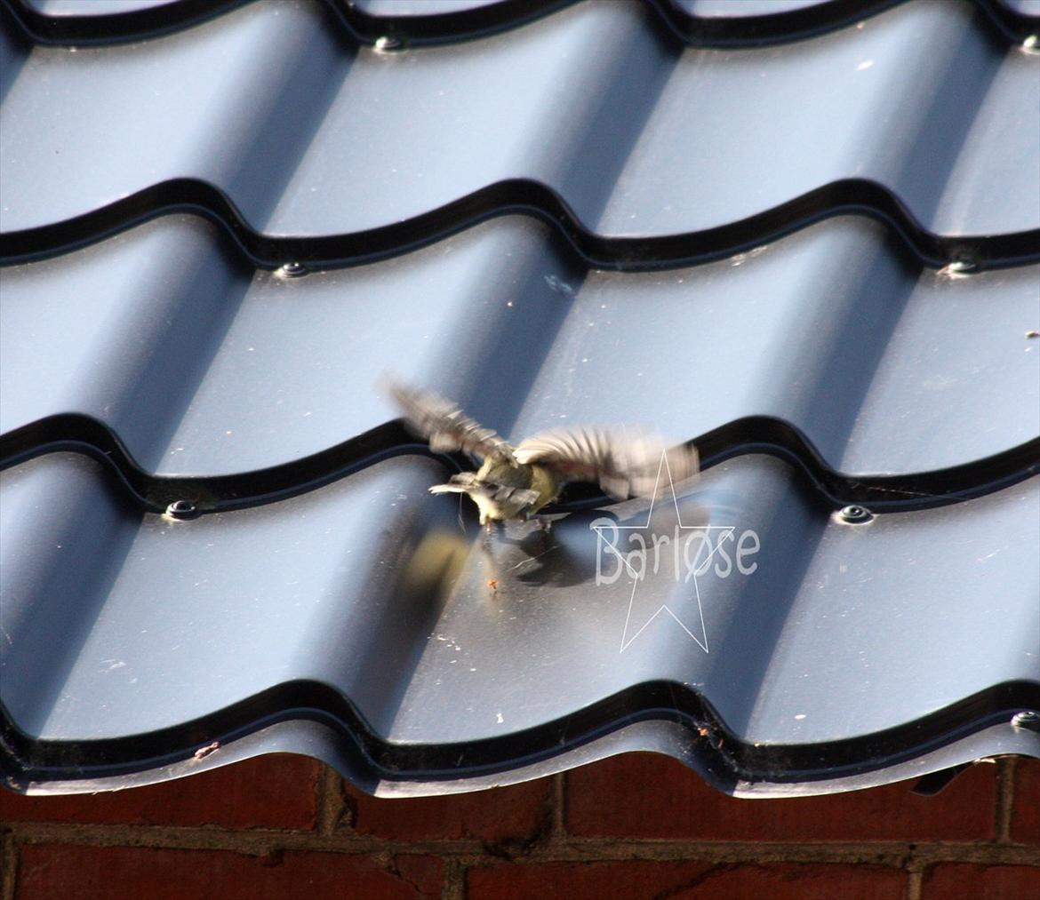 Musvit unger :) billede 13