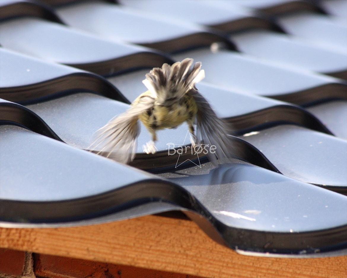 Musvit unger :) billede 14