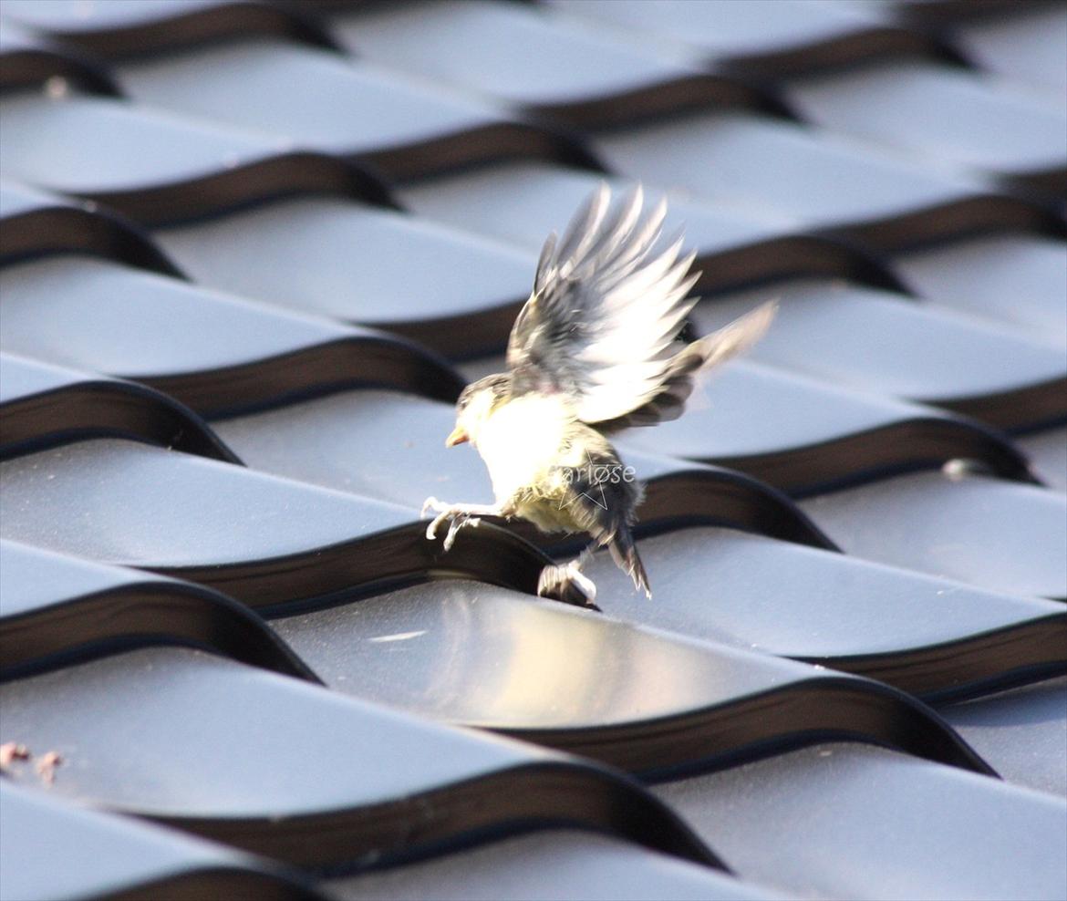 Musvit unger :) billede 15