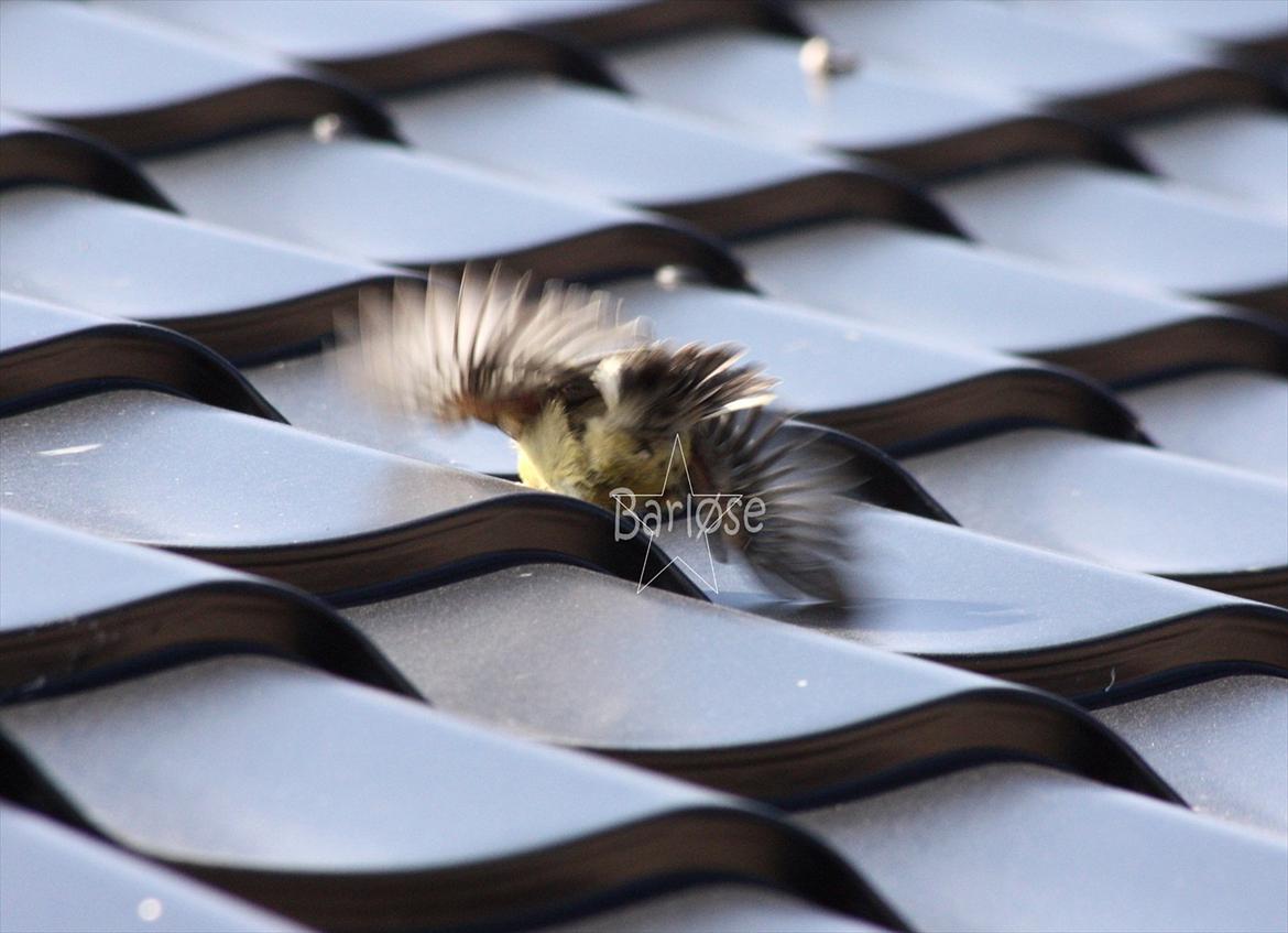 Musvit unger :) billede 16