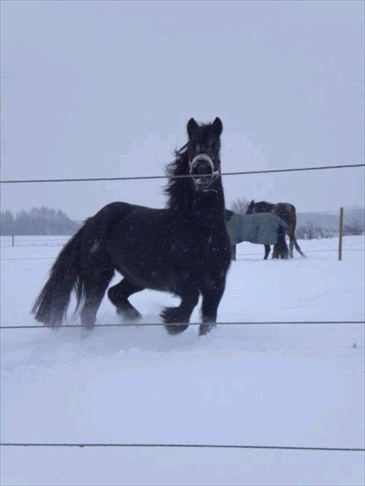 Tidligere heste - Highness blue stable billede 7