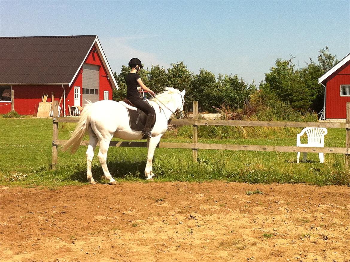 [Camilla Stormont] Random hest... - Ude og undervise Emilie med Tøsen. billede 16