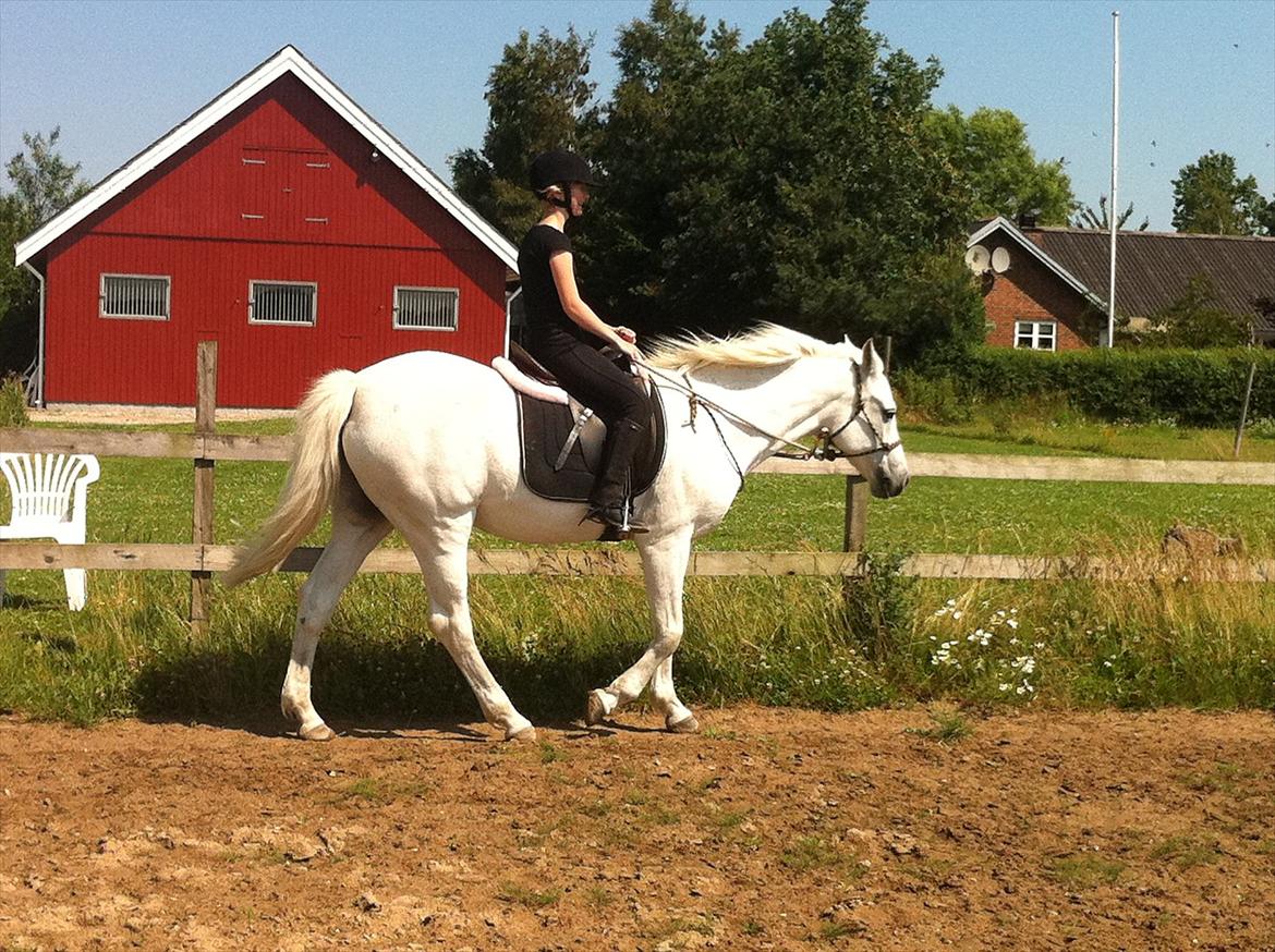 [Camilla Stormont] Random hest... - Ude og undervise Emilie med Tøsen. billede 17