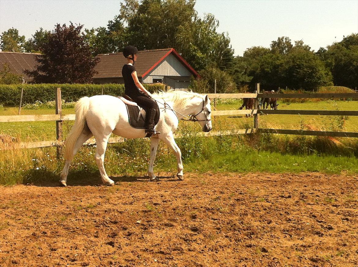 [Camilla Stormont] Random hest... - Ude og undervise Emilie med Tøsen. billede 18