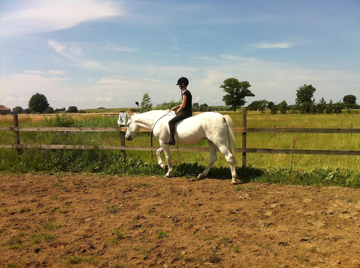 [Camilla Stormont] Random hest... - Ude og undervise Emilie med Tøsen. billede 24