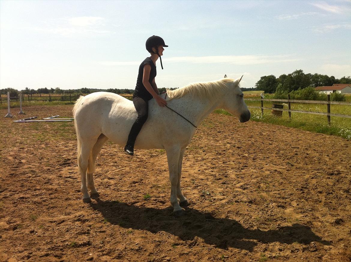 [Camilla Stormont] Random hest... - Ude og undervise Emilie med Tøsen. billede 26