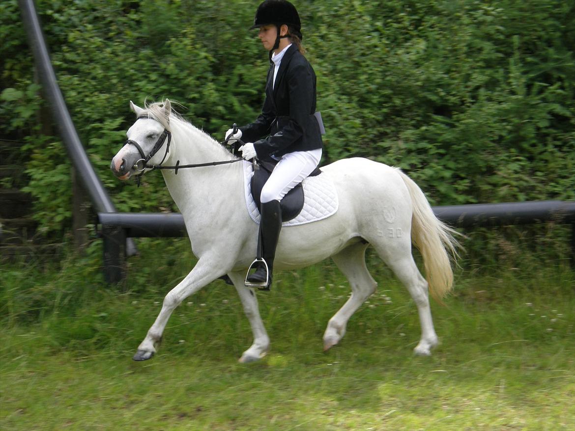 Engelsk rideklasse til Welsh Show billede 3