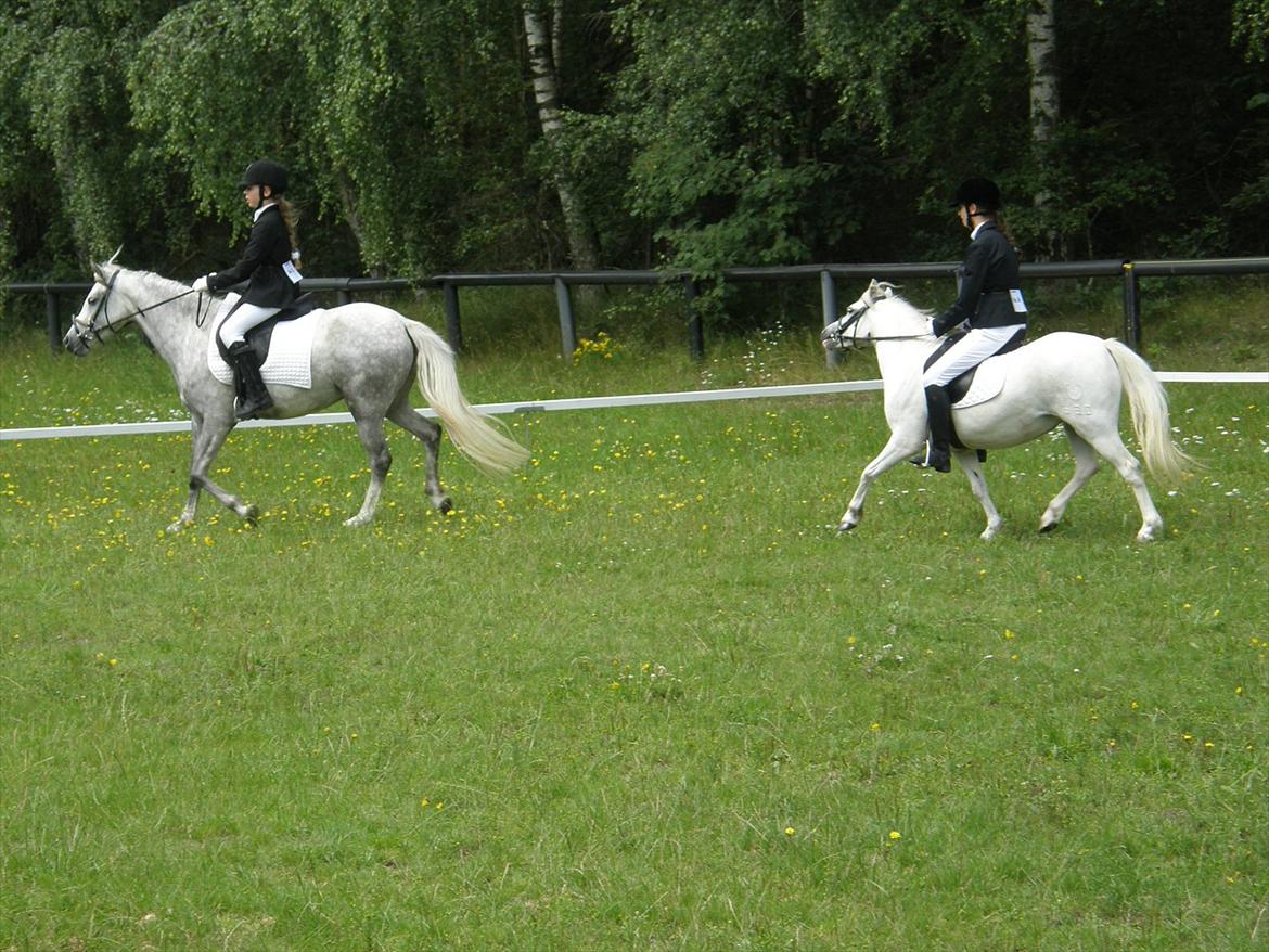 Engelsk rideklasse til Welsh Show billede 4