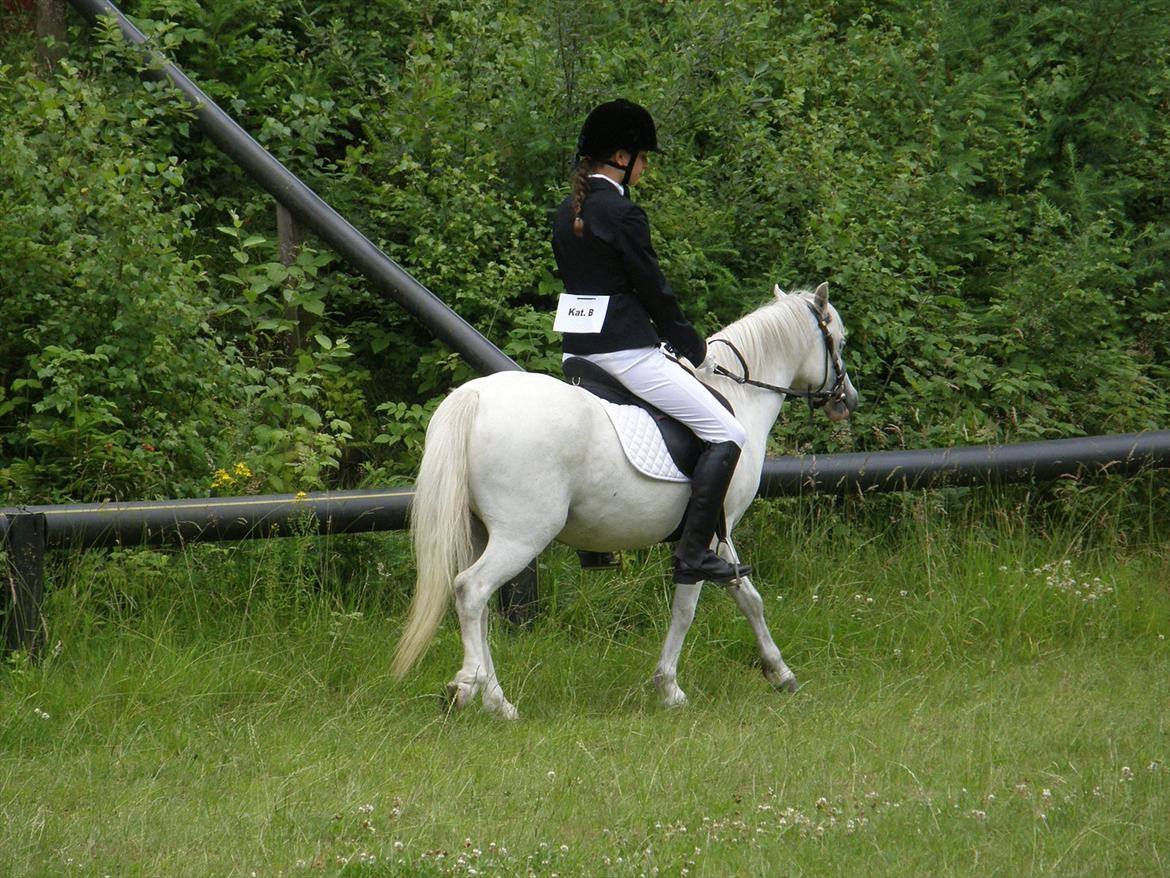 Engelsk rideklasse til Welsh Show billede 5