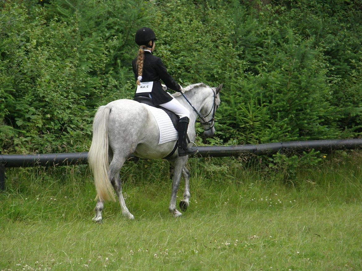 Engelsk rideklasse til Welsh Show billede 6