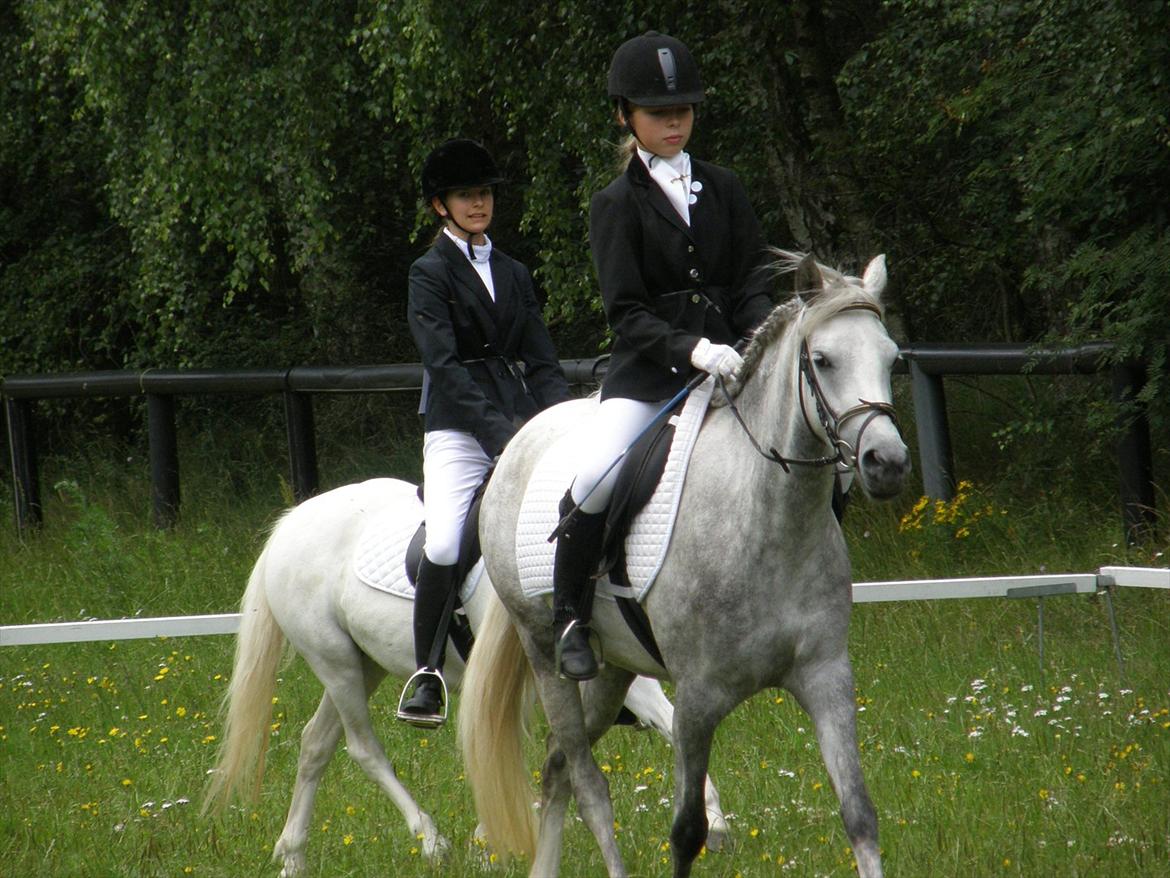 Engelsk rideklasse til Welsh Show billede 8