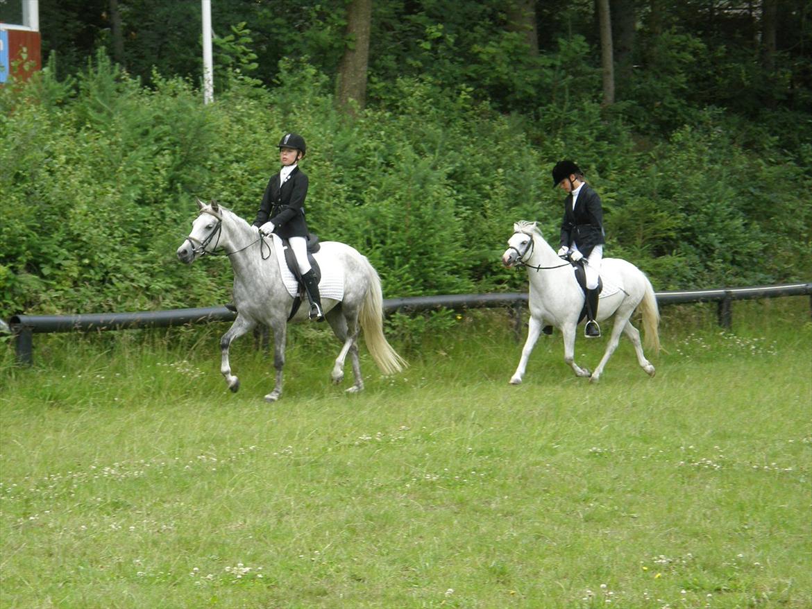 Engelsk rideklasse til Welsh Show billede 9