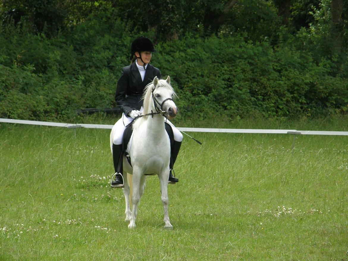 Engelsk rideklasse til Welsh Show billede 10