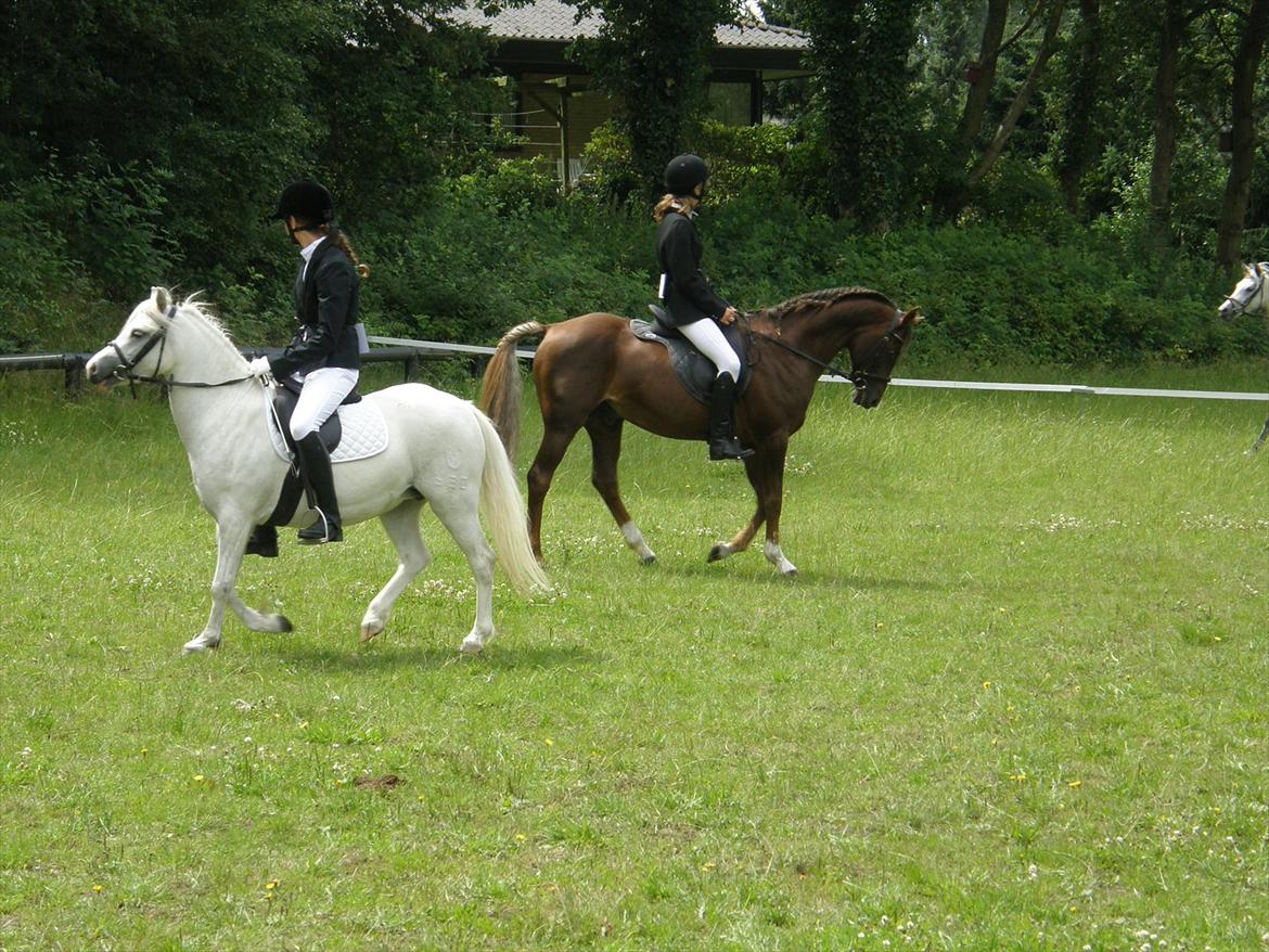 Engelsk rideklasse til Welsh Show billede 11