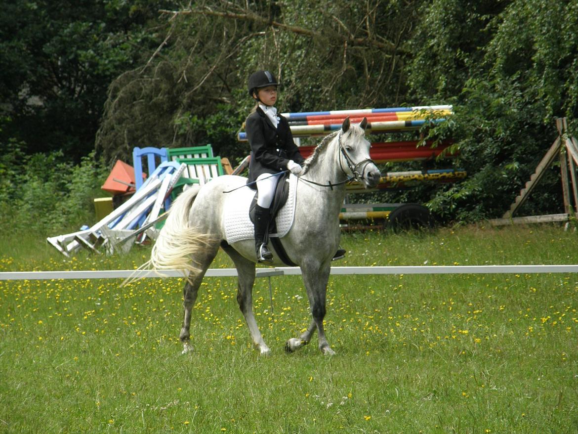 Engelsk rideklasse til Welsh Show billede 12